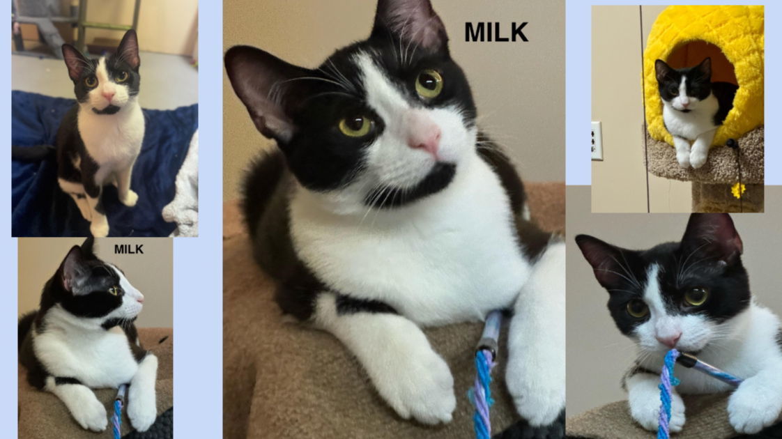 Milk