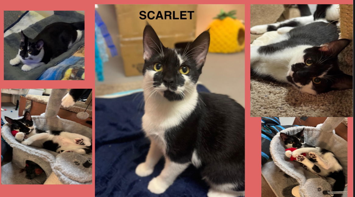 Scarlet