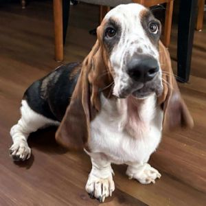 LASZLO