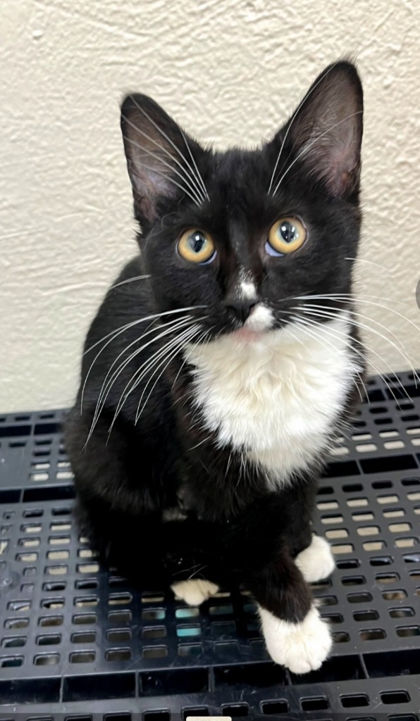 Bellatrix, an adoptable Domestic Short Hair in Pratt, KS, 67124 | Photo Image 1