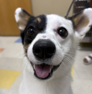 Arlo