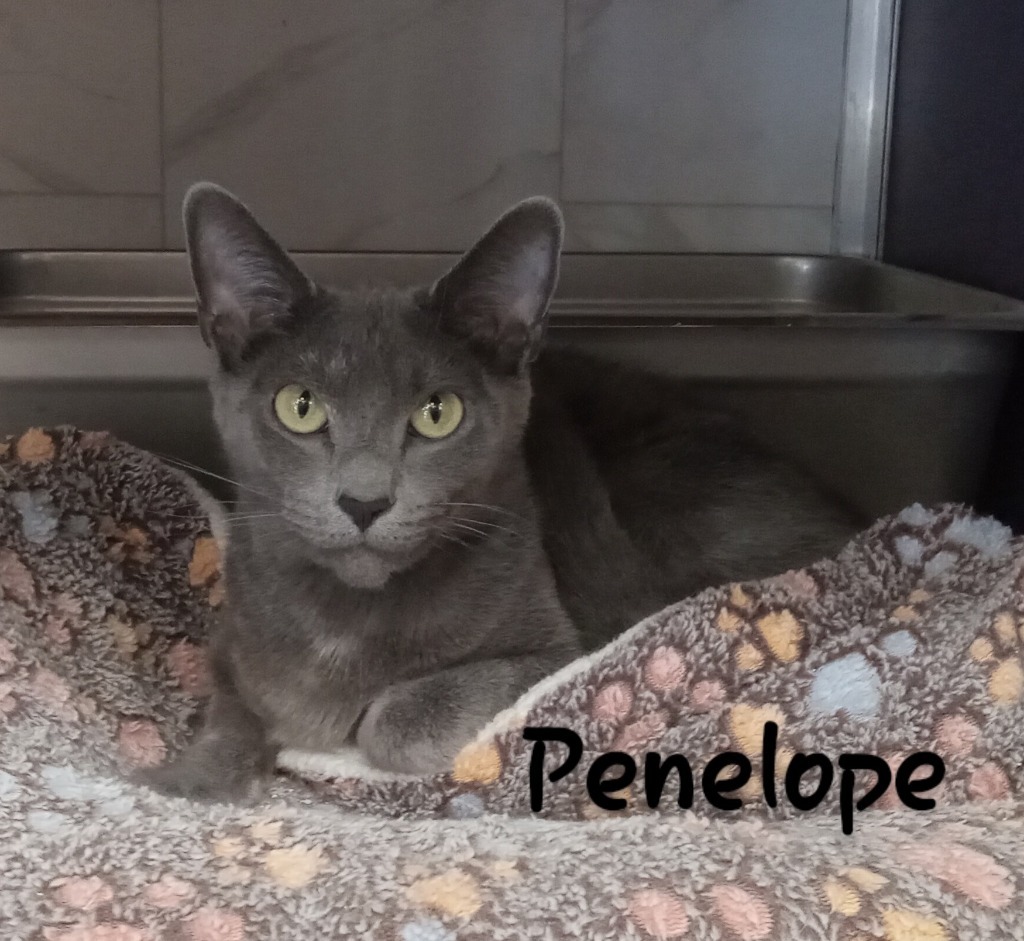 Penelope