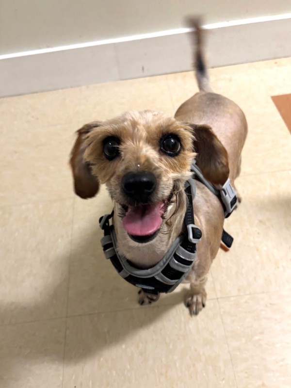Adopt Shortbread