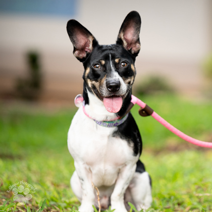 Stanford, an adoptable Terrier, Mixed Breed in Honolulu, HI, 96826 | Photo Image 1