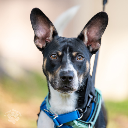 Stanford, an adoptable Terrier, Mixed Breed in Honolulu, HI, 96826 | Photo Image 2