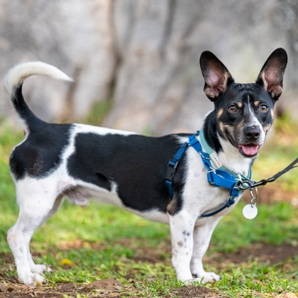 Stanford, an adoptable Terrier, Mixed Breed in Honolulu, HI, 96826 | Photo Image 2