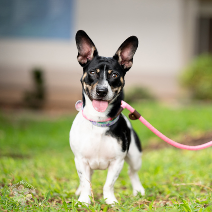 Stanford, an adoptable Terrier, Mixed Breed in Honolulu, HI, 96826 | Photo Image 3