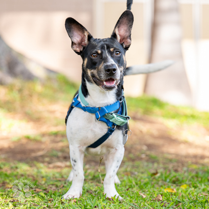 Stanford, an adoptable Terrier, Mixed Breed in Honolulu, HI, 96826 | Photo Image 3