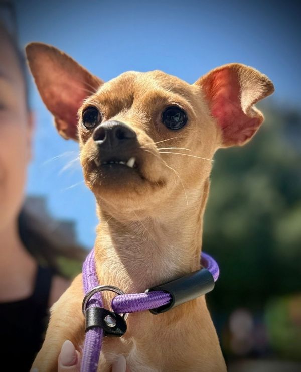 Daisy Mae thumbnail 4