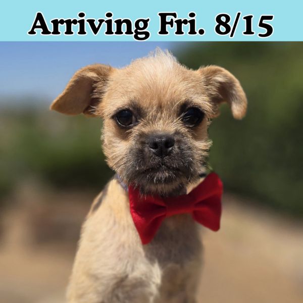 Amber Arriving To Nyc