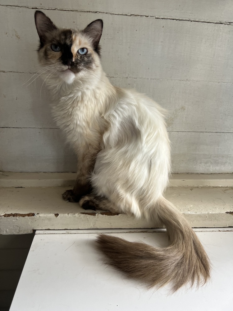 Dolly Purton, an adoptable Ragdoll in Redlands, CA, 92375 | Photo Image 1