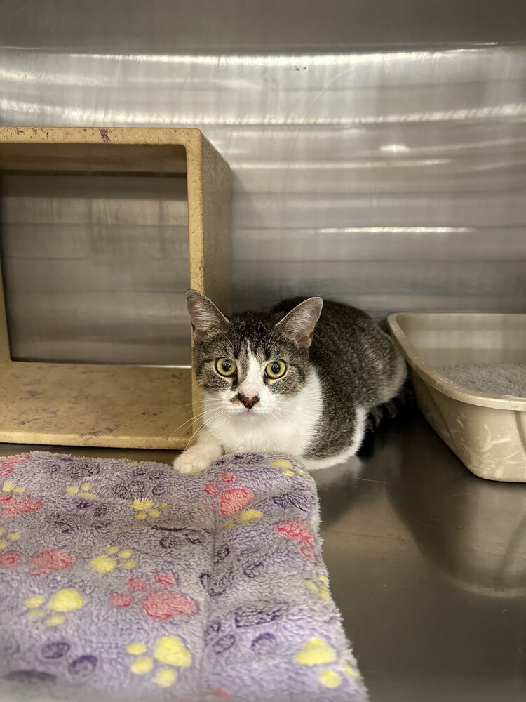 Patty, an adoptable Domestic Short Hair in Lafayette, CO, 80026 | Photo Image 1