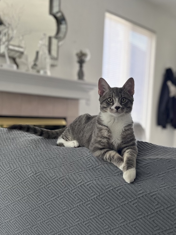 Igor, an adoptable Domestic Short Hair in Lafayette, CO, 80026 | Photo Image 1