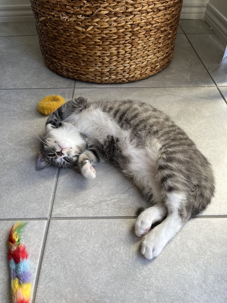 Igor, an adoptable Domestic Short Hair in Lafayette, CO, 80026 | Photo Image 2