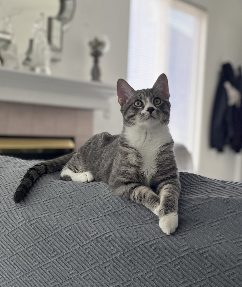 Igor, an adoptable Domestic Short Hair in Lafayette, CO, 80026 | Photo Image 3