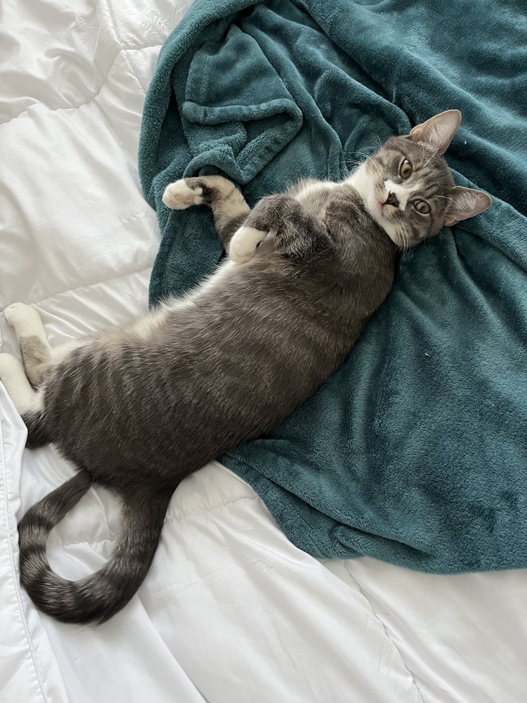 Igor, an adoptable Domestic Short Hair in Lafayette, CO, 80026 | Photo Image 4