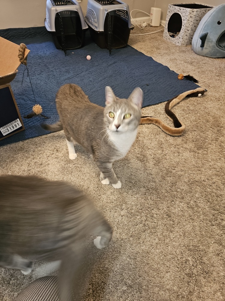 Vulcan