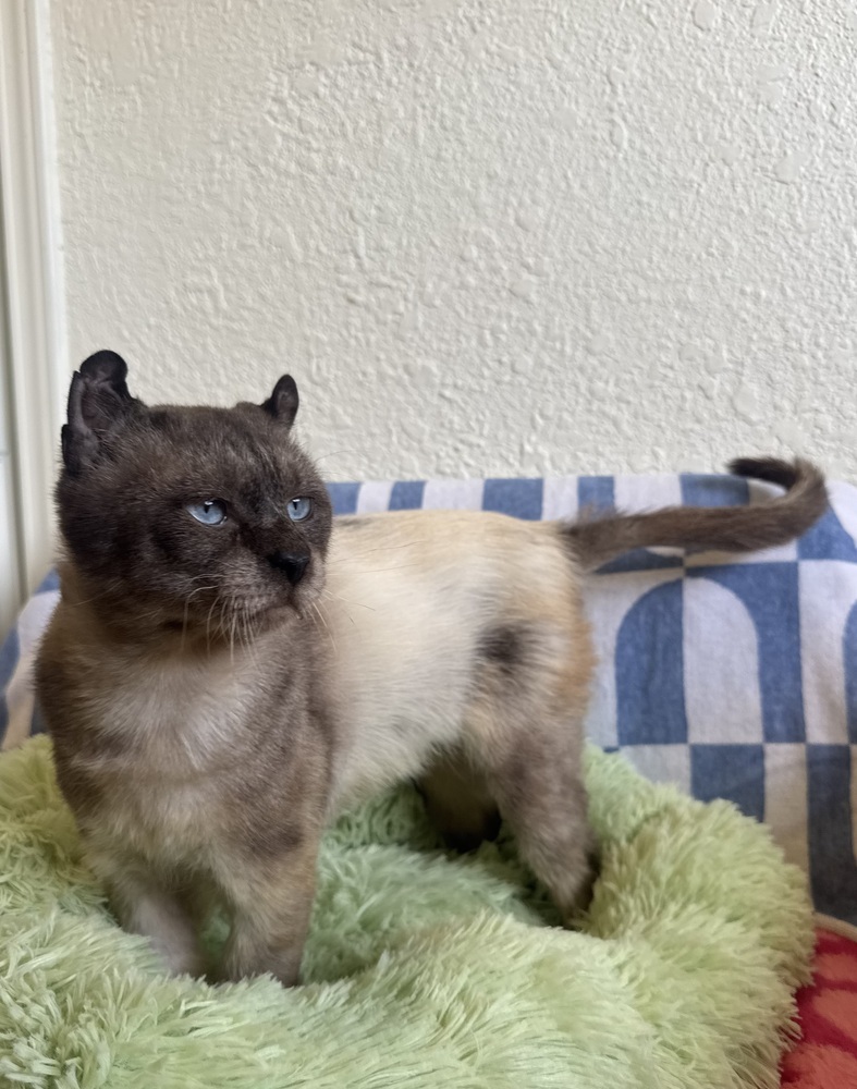Mr. Little Ears