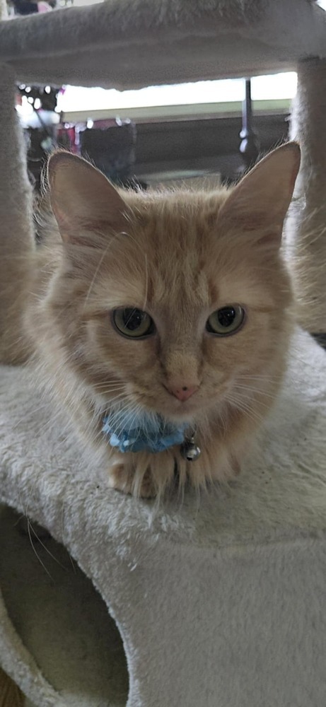 Clementine