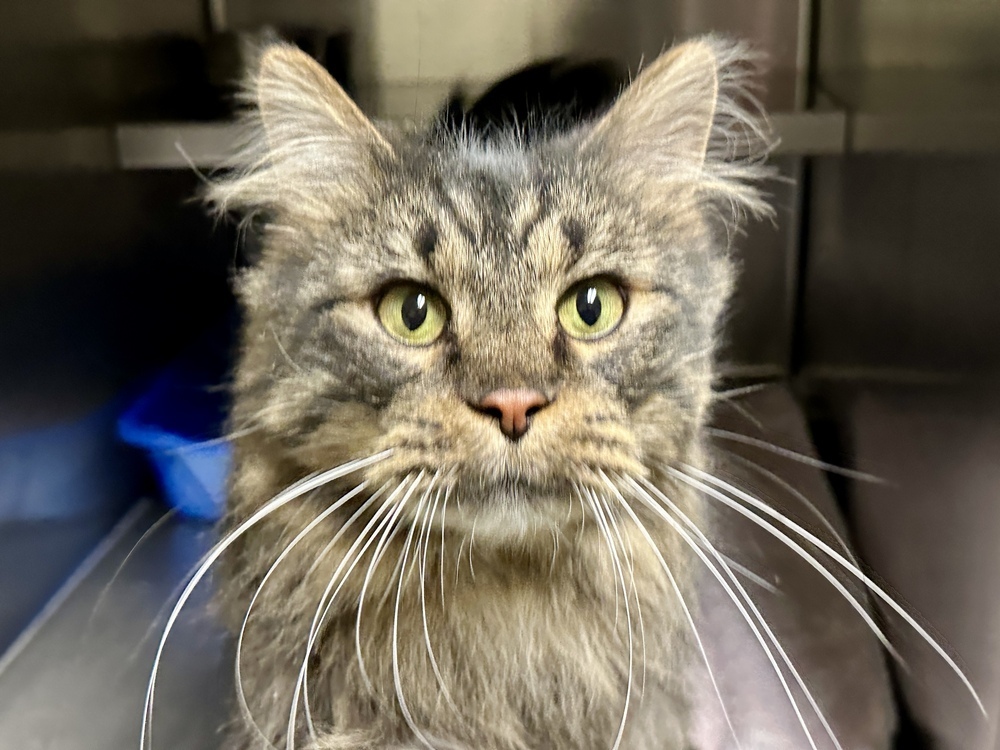 Oscar, an adoptable Domestic Long Hair in Houghton, MI, 49931 | Photo Image 1
