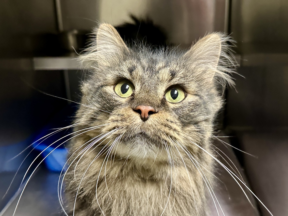 Oscar, an adoptable Domestic Long Hair in Houghton, MI, 49931 | Photo Image 2