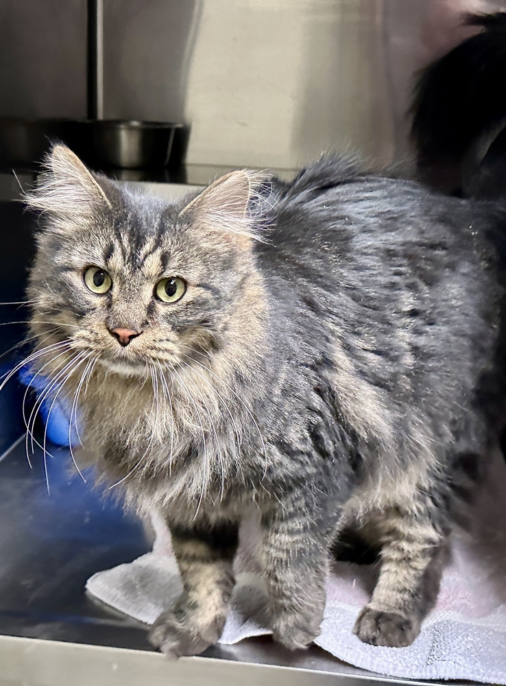 Oscar, an adoptable Domestic Long Hair in Houghton, MI, 49931 | Photo Image 3