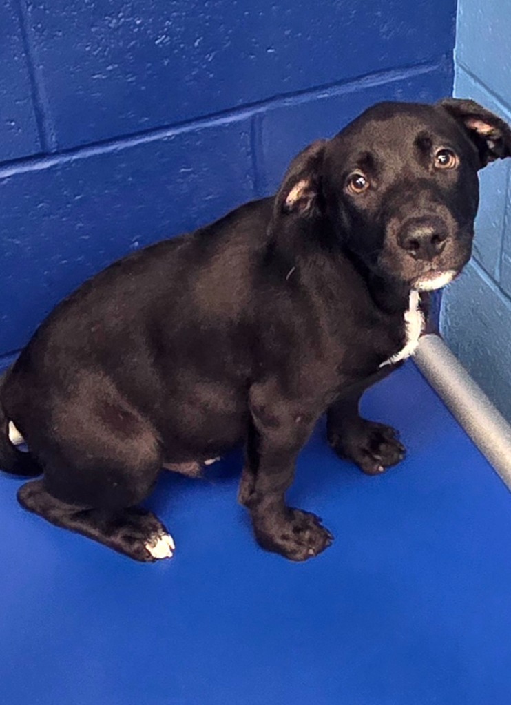 Lucas (M&L x4 litter)