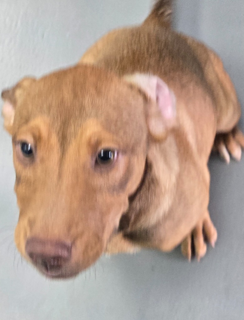 Lola (M&L x4 litter)