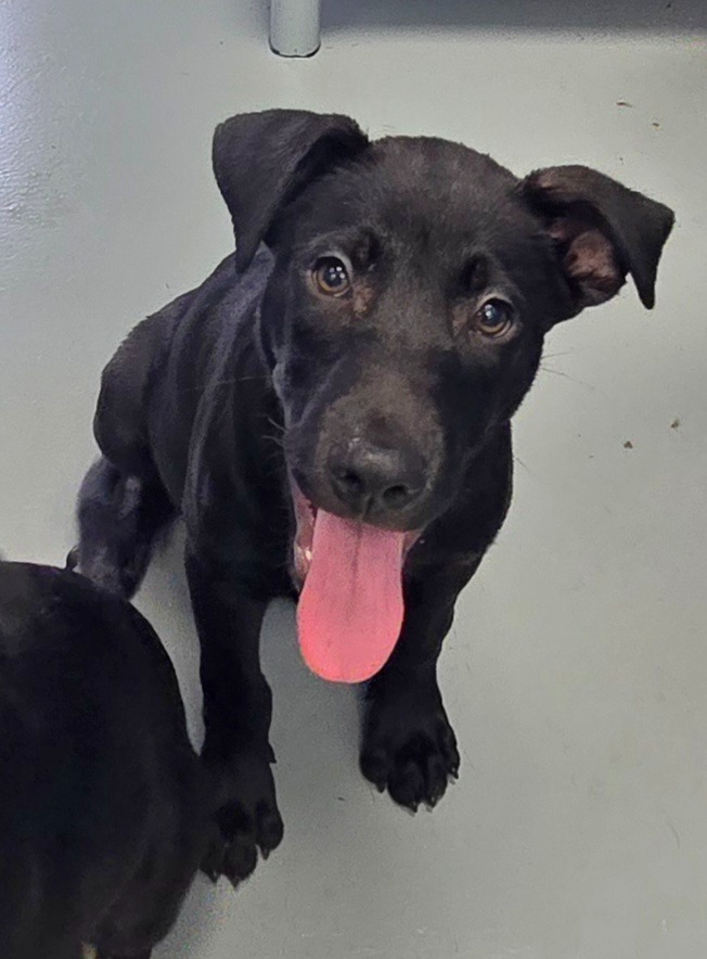 Marie (M&L x4 litter)