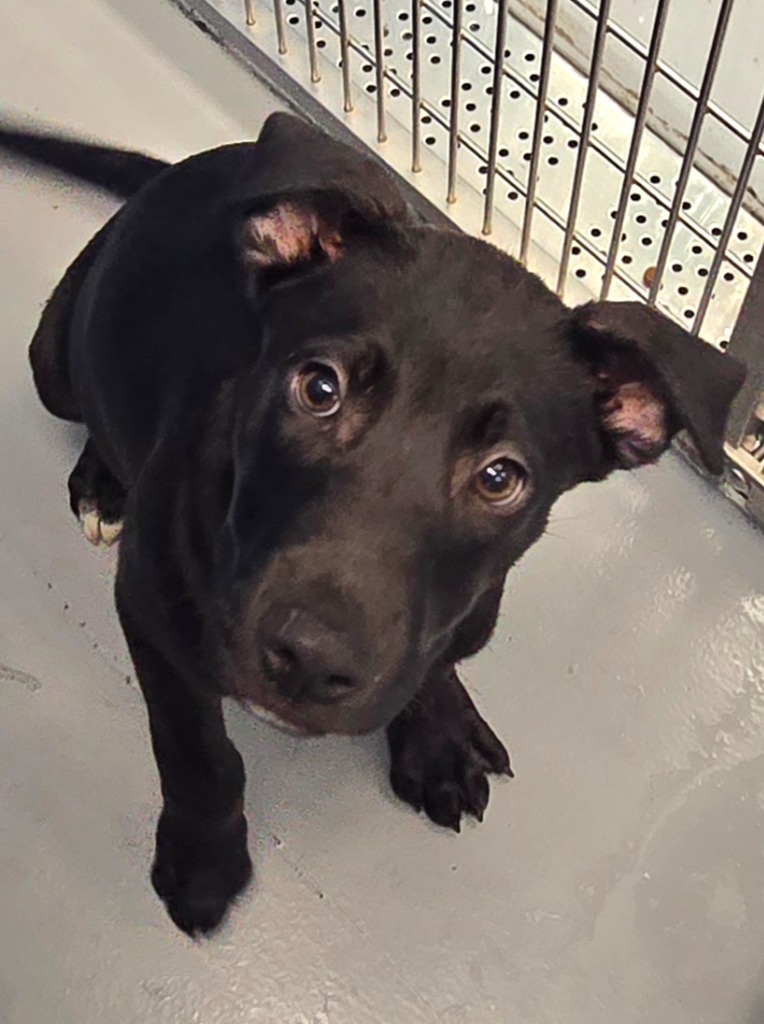 Marie (M&L x4 litter)