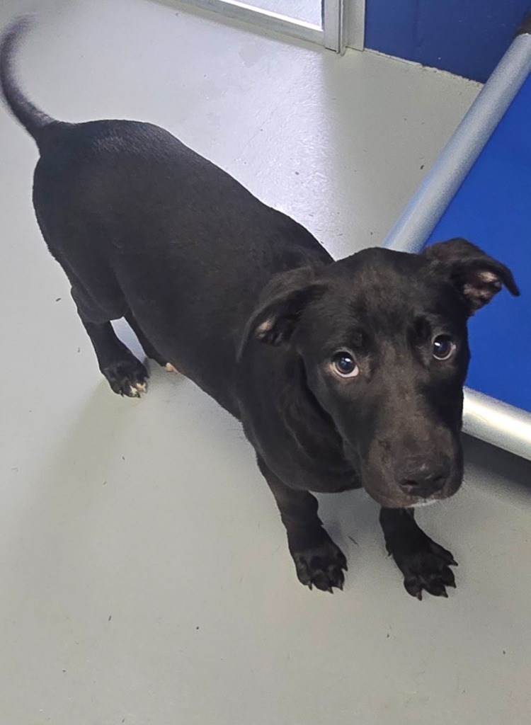 Marie (M&L x4 litter)