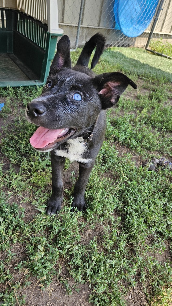 Bo