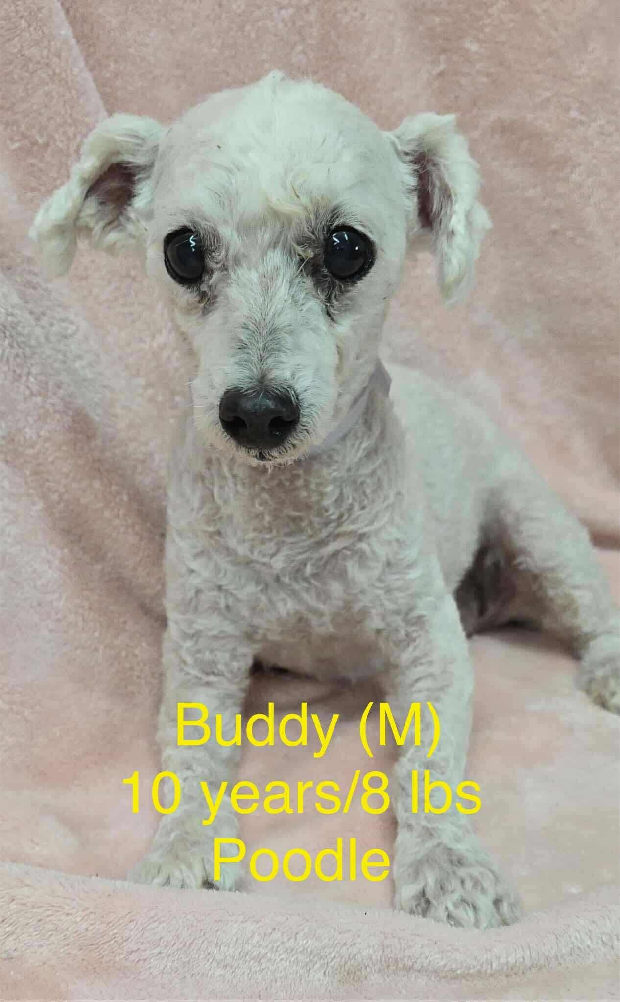 Buddy