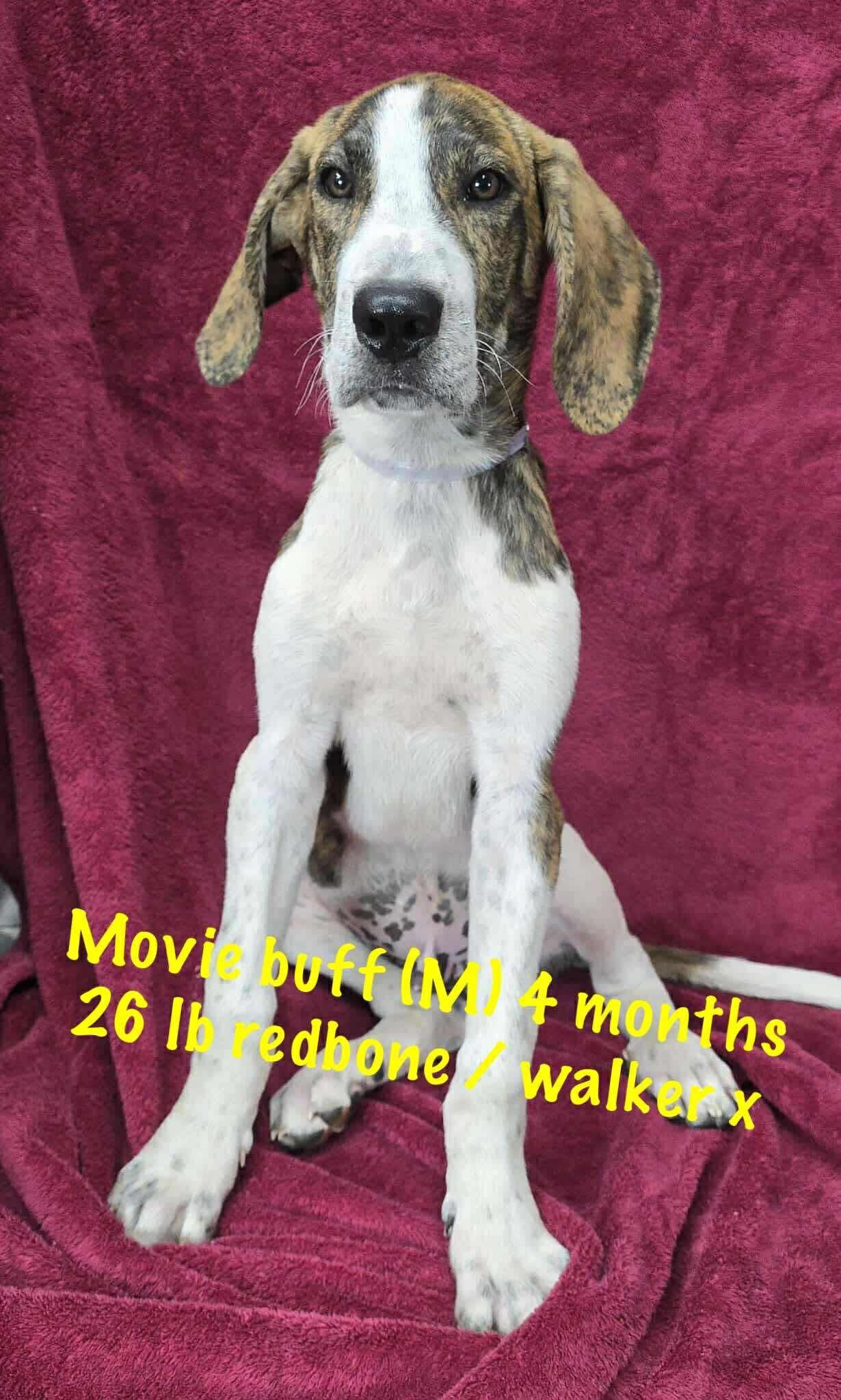 MOVIE BUFF