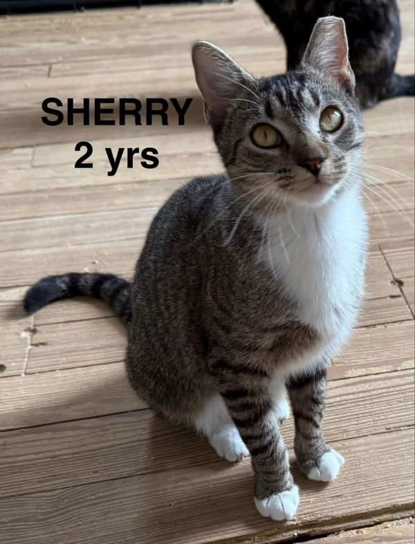 Sherry
