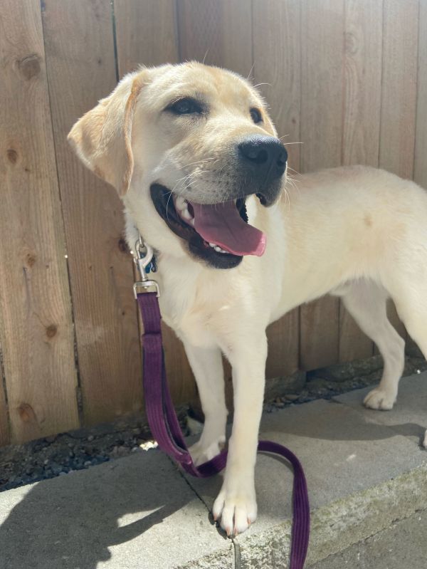 * Kobe- Adoption Pending