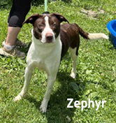 Zephyr