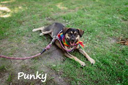 Punky: Available in Foster Care