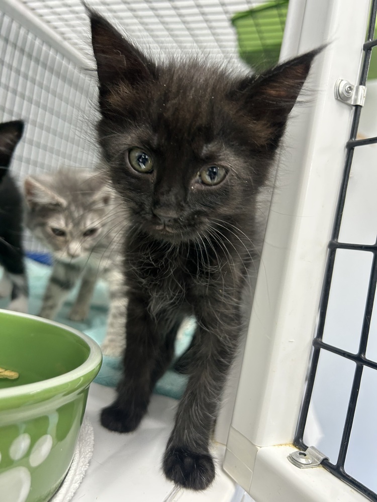 Malibu, an adoptable Domestic Short Hair in Salmon, ID, 83467 | Photo Image 1