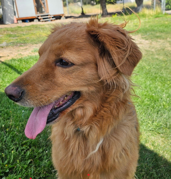 Hewie
