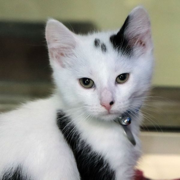 Milo