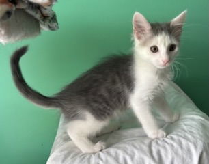 KITTEN OLLIE