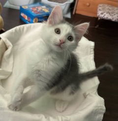 KITTEN OLLIE