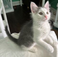 KITTEN OLLIE
