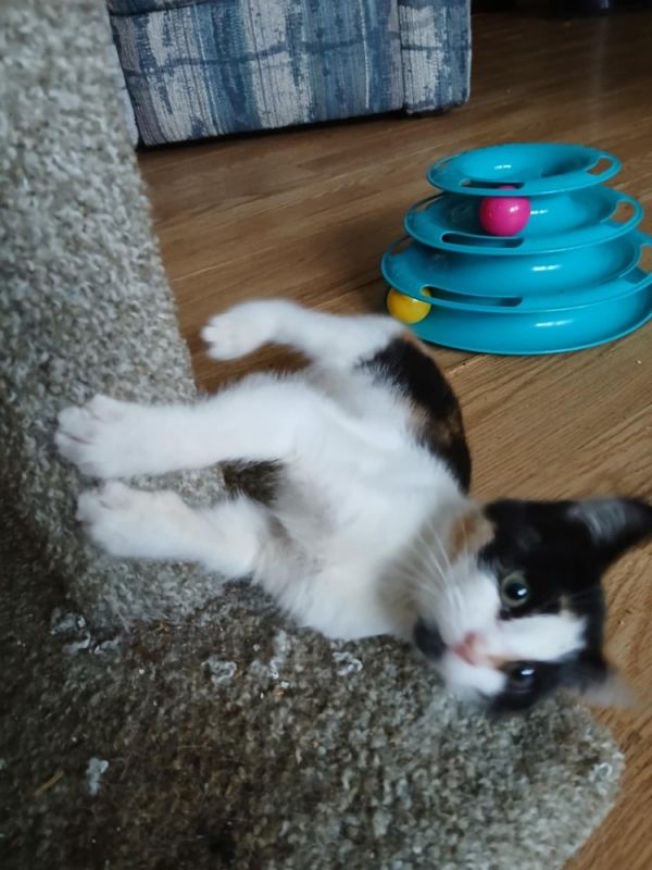 Amy