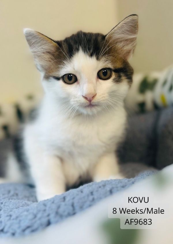 Kovu