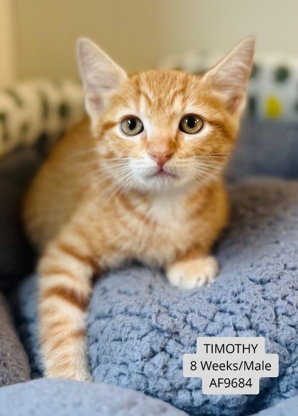 Timothy