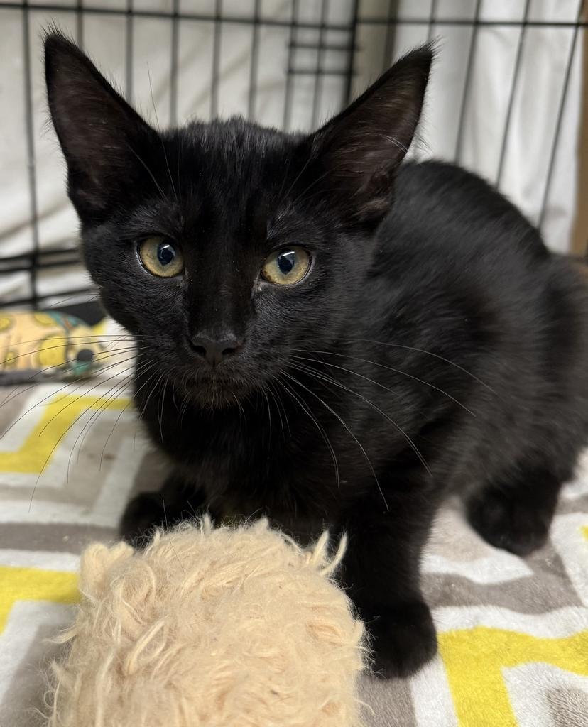 Lady Z, an adoptable Domestic Short Hair in Ontario, OR, 97914 | Photo Image 1