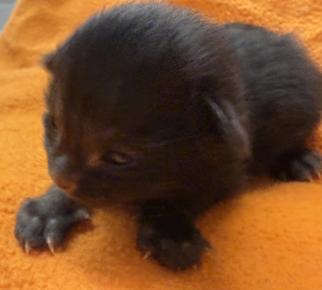 Lady Z, an adoptable Domestic Short Hair in Ontario, OR, 97914 | Photo Image 2