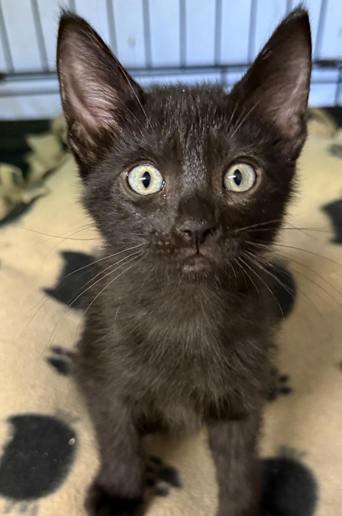 Lady Z, an adoptable Domestic Short Hair in Ontario, OR, 97914 | Photo Image 3